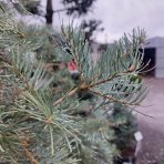 Jedľa srienistá (Abies concolor) - výška 350-400 cm, obvod kmeňa: 30/35 cm, kont. C230L